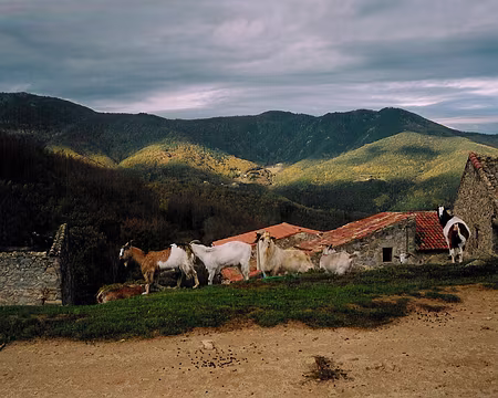0002 Camp de chèvres