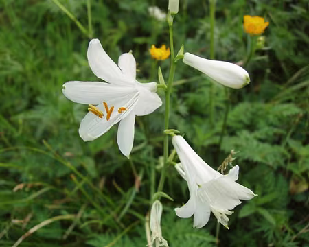 55 Lys de Saint-Bruno