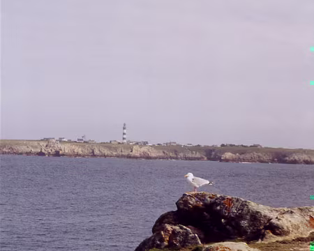 19 Goéland argenté sur fond de Créac’h