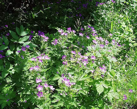 13 Géranium sauvage.