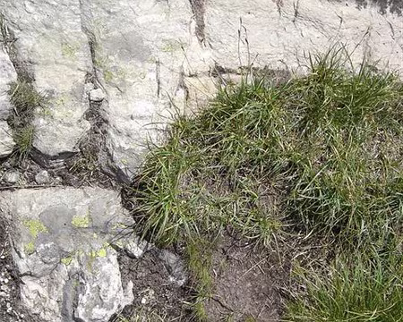 04 Cherchez la gravure rupestre !