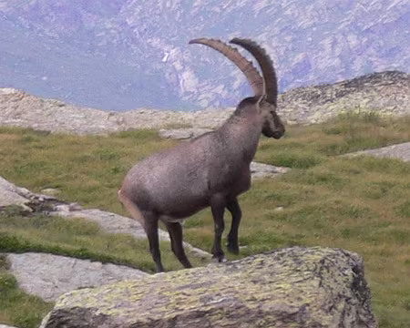 14-a100z421 Bouquetin mâle en pose près du refuge