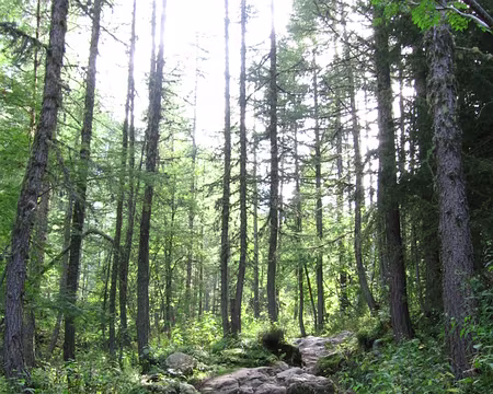 53 Quelques mélèzes…