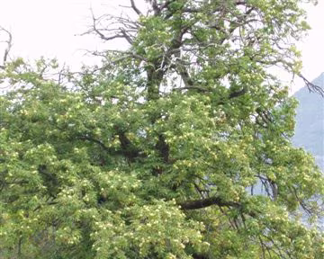 01 Départ secs au pieds d'un châtaignier