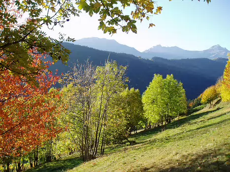 05-10 Les melezes au chocolat
