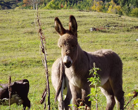 09 Comme je les aime, en peluche.
