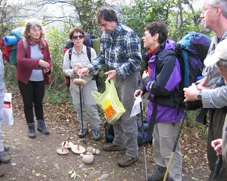 23 Une belle récolte de coulemelles et de lycoperdons.