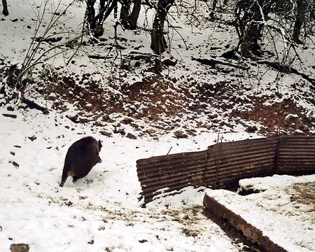 03 Attaque de sangliers