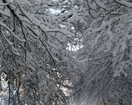 13 Avallon : Passage sous les arbres