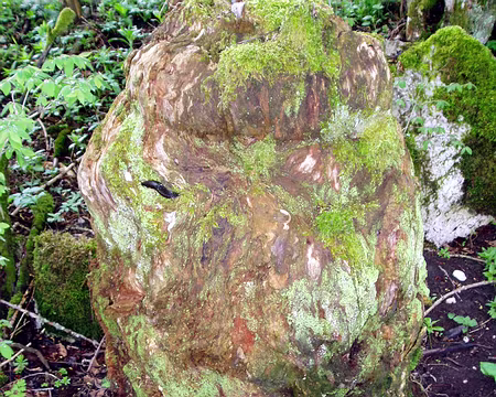 40 Un temps à limaces