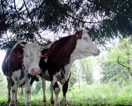 60 Meuh qu'est-ce que vous faites dans notre champs??