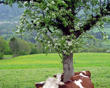 64 Chaine et piercing, la dernière mode des Bauges