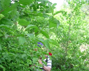 19 Après y'en a plus, mais y'en avait un autrefois..