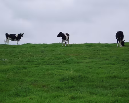 29 Et aussi 3 vaches pour faire plaisir à X