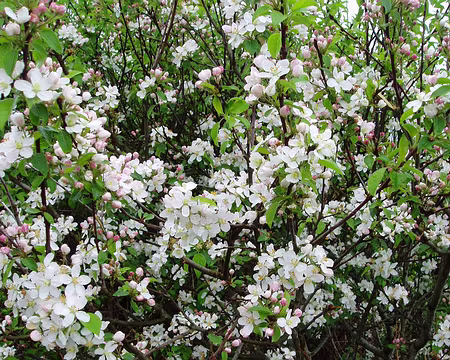40 Fleurs de pommier en guise de muguet.