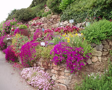 jersey 019 Végétation des îles