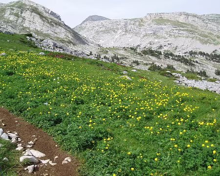 27 Plein de fleurs (des Trolles)
