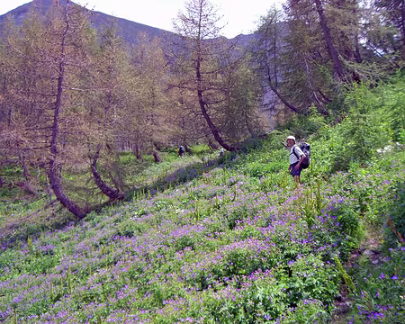037 Dans les géraniums des bois