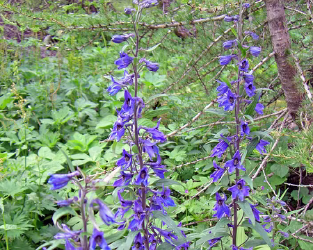 037b Pieds d'Alouette élevées ou Dauphinelles du Dauphiné