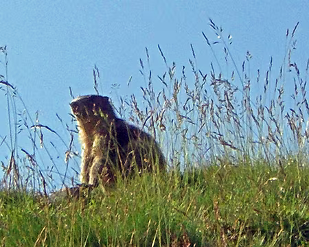 054 ...dans les herbes