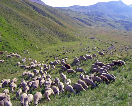 055 Les moutons, avec le berger