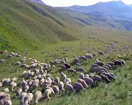 055 Les moutons, avec le berger
