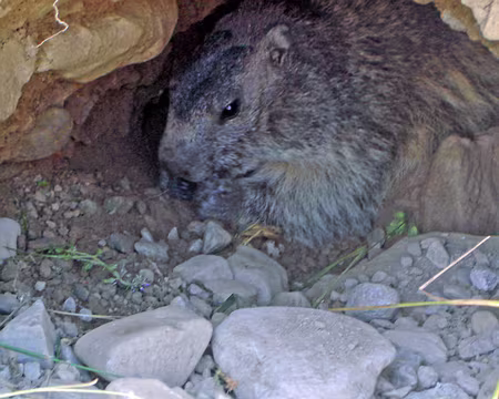 070 Pas farouche, mais...