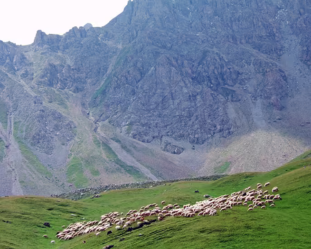 084 Ici, un seul chien suffit