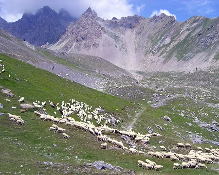 085 Les moutons descendent aussi