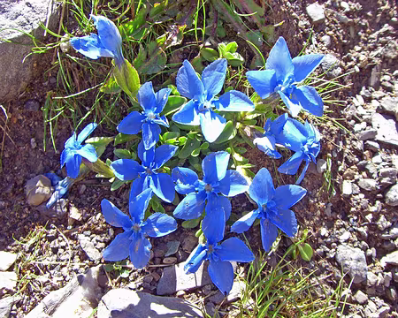 098 Gentianes à feuilles courtes