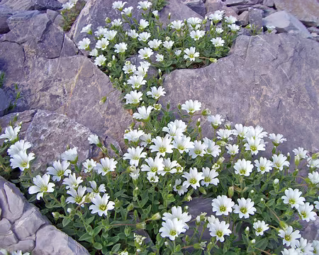 145 Ceraiste à larges feuilles (Latifolium), endémique des A