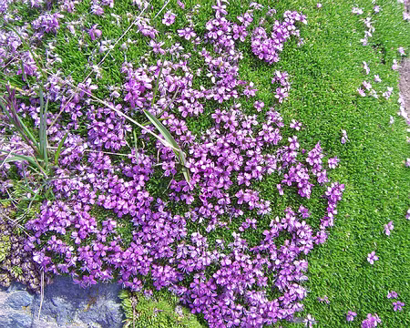 149 Silènes Acaules