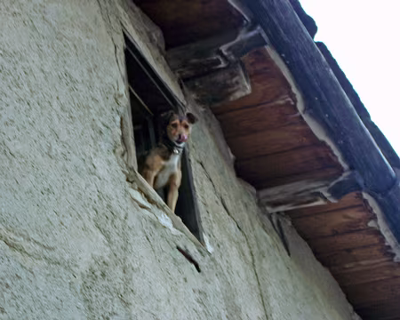 154 Encore un curieux