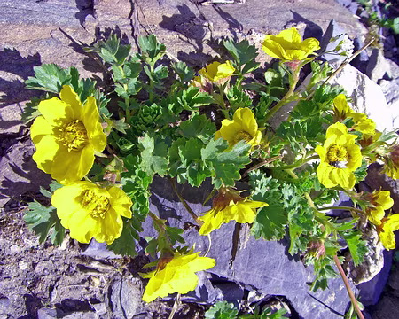 165 Benoîte Rampante (Geum Reptans)