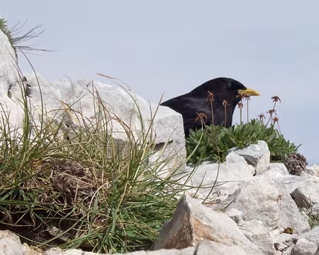 RV16 Bestiole sympathique