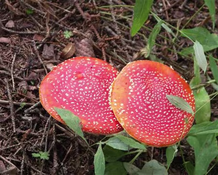 21 Amanites Tue-mouches