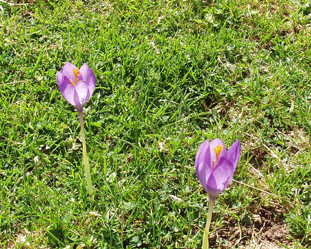 24d2 Colchiques ... c'est bientôt la fin de l'été