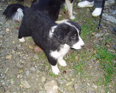 alpesmaritimes 064 Boulga et ses 9 copains pour récupérer les randonneurs 