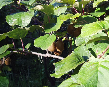 alpesmaritimes 147 Les kiwis y poussent en liberté.