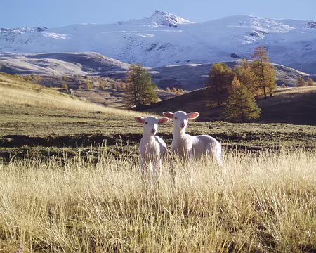 queyras06 008 A croquer !