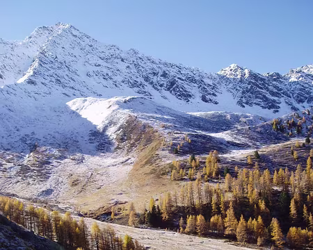 queyras06 009 Neige et mélèzes.
