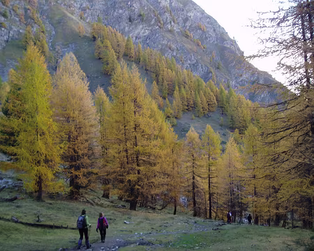 queyras06 093 Premiers mélèzes dans la descente.