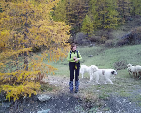 queyras06 127 Catherine surveillée de près par les patous.