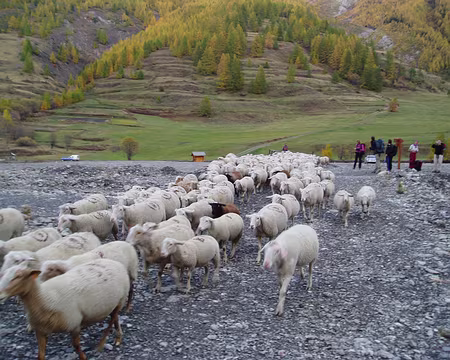 queyras06 129 Surtout ne pas traverser le troupeau !