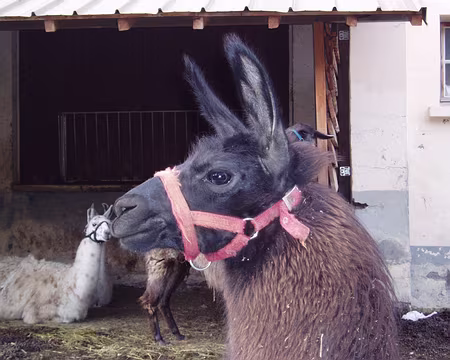 queyras06 138 Femelle lama fière, c'est le Pérou !