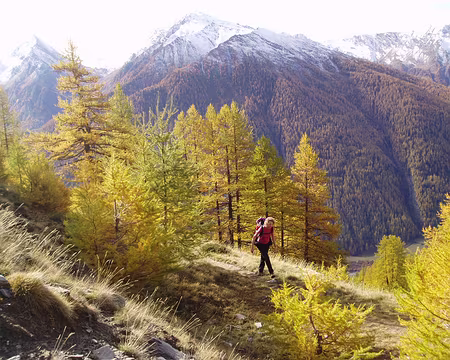 queyras06 162 La flambée des mélèzes.