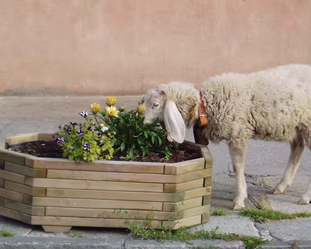 queyras06 214 Le mouton effronté d'Abriès.