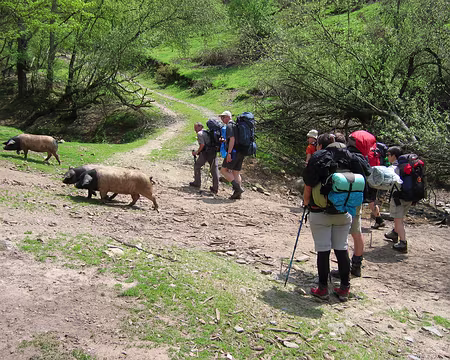 0014 Rencontre avec les cochons