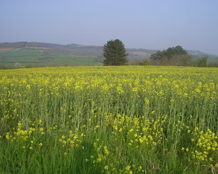 Photo 021 Oh mon colza