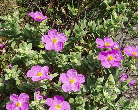 P4300119 avril, les cystes fleurissent